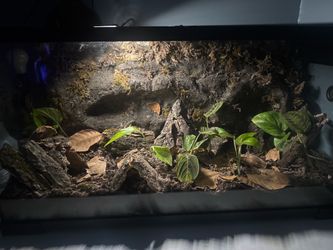 chinese cave gecko enclosure