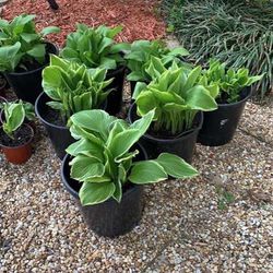 Hosta Shade Plants For Sale 2024