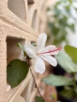 White hibiscus Plant