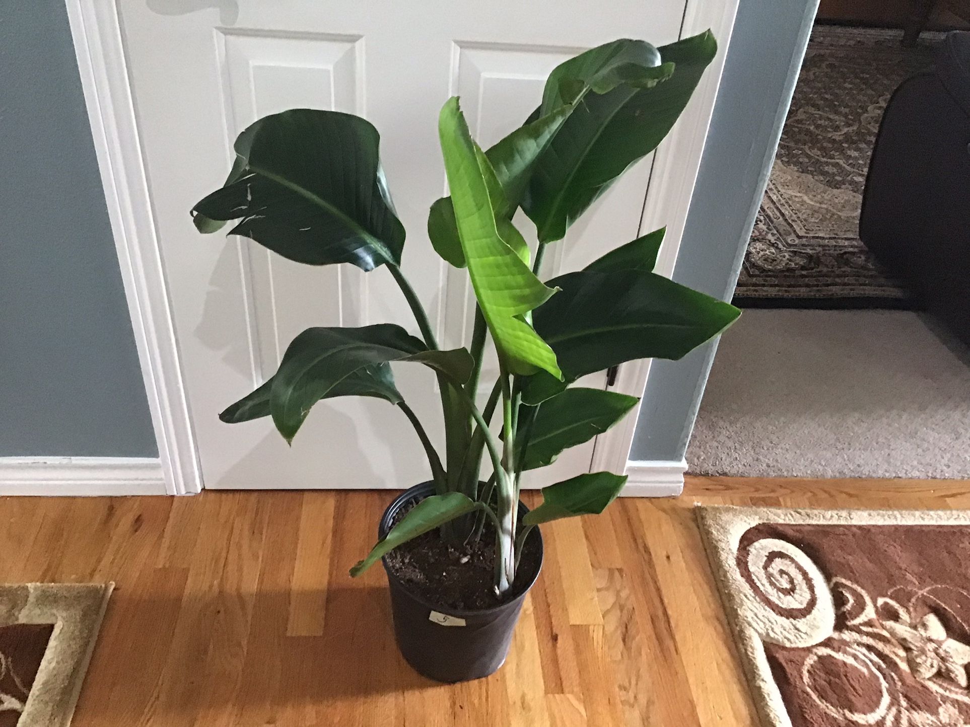 Plant
