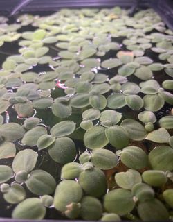 Dwarf water lettuce