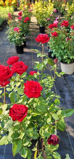 Rosas de flor grandes