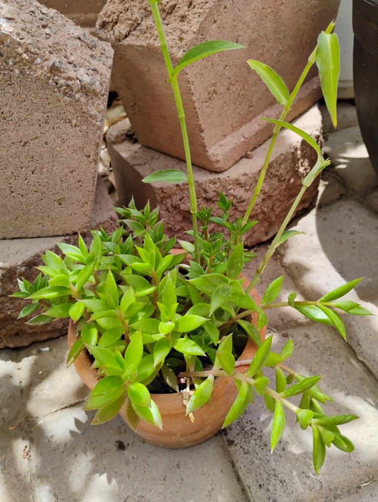 Succulent And Tradescantia