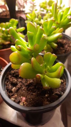 Variety of House plant starts read description