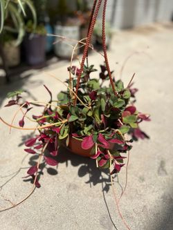 Crassula multicava - Fairy Crassula plant