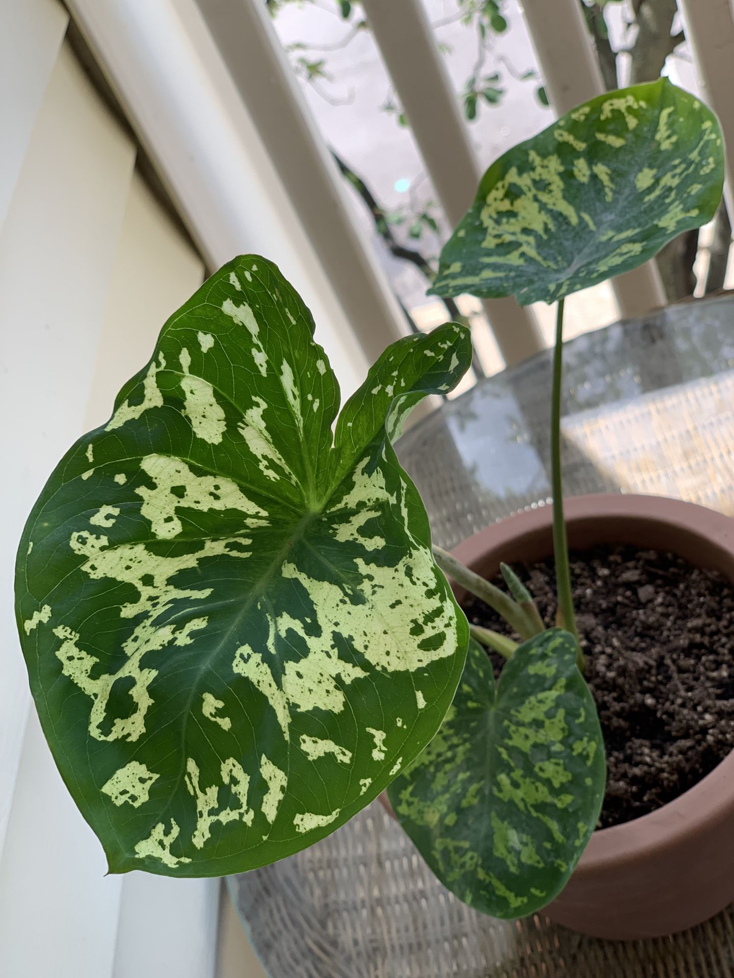 Alocasia Hilo Beauty 8” Pot 