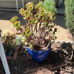 Succulents In Ceramic Pot 2