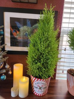 NEW: LEMON CYPRESS