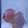 Discus Fish