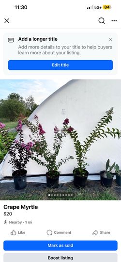 Crape Myrtle