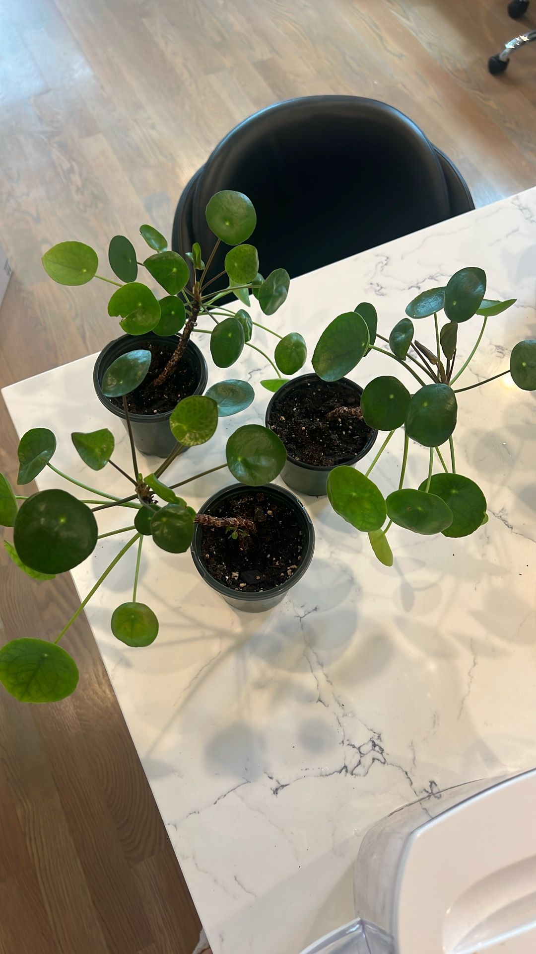 Chinese Money Plant - $5 Each