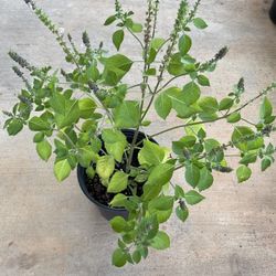 Holi Basil 