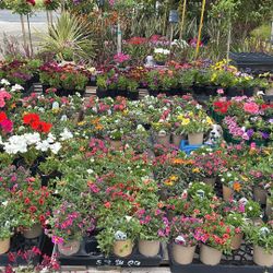 🚨🚨Flowering Perennials 🌹🌺🌸🌻