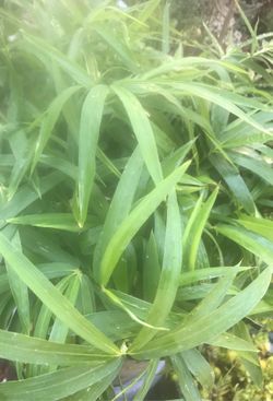 Alive, Robust more than a decade old Dwarf bamboo in gallon & in 5- gallon pots