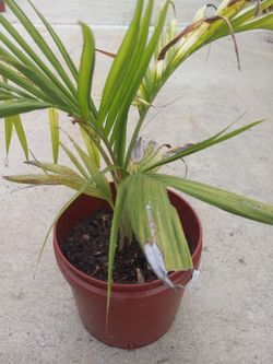 King Palm  20.00 dlls each