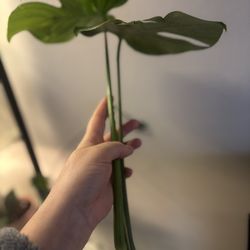 Variegated Monstera Thai Constellation 