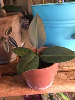 Rubber Tree Cutlings with Pot 10$