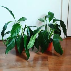 Live Peace Lilly Indoor House Plants With Nursery Pots . Last 2 Left 
