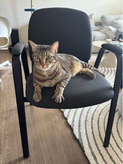 Two chairs