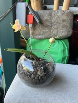 Orquídea