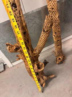 Cholla wood