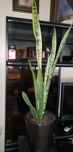 SNAKE PLANT
