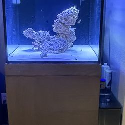 66 Gallon Saltwater Aquarium