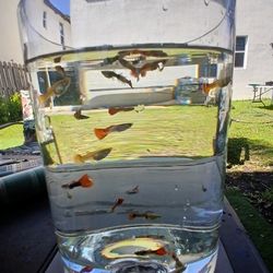 Guppy 