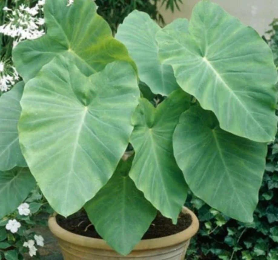 Elephant Ear Plants