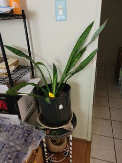 Large Snake Plant in Black Nursery Pot
