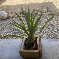 Agave Plant 