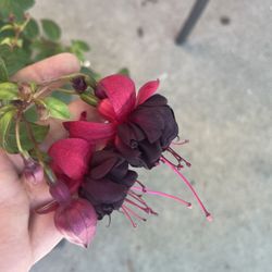 8” new millenium fuchsia 