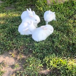 Plastic Bunny