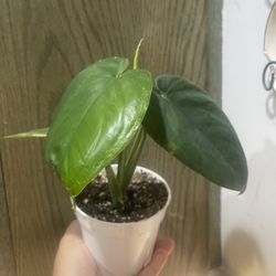 4” Syngonium Chiapense