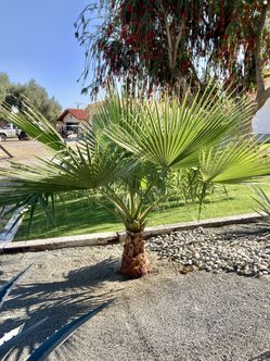Palm Tree.