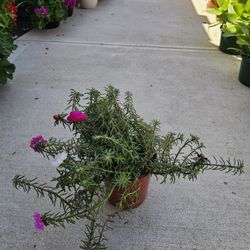 Moss Rose PLANTS ARRIVE, BEAUTIFUL AND HEALTHY. $10 EACH