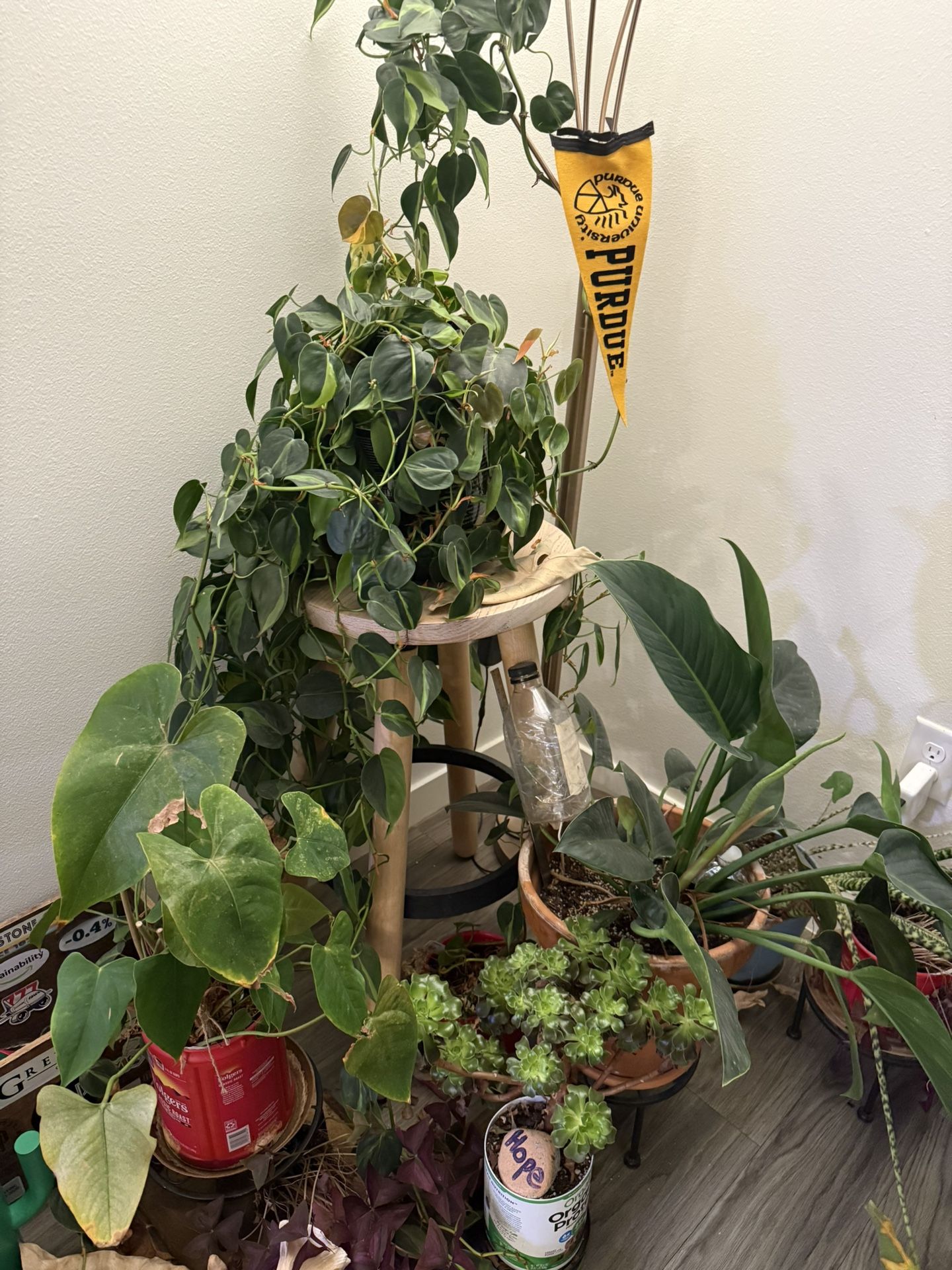 Plant Bundle