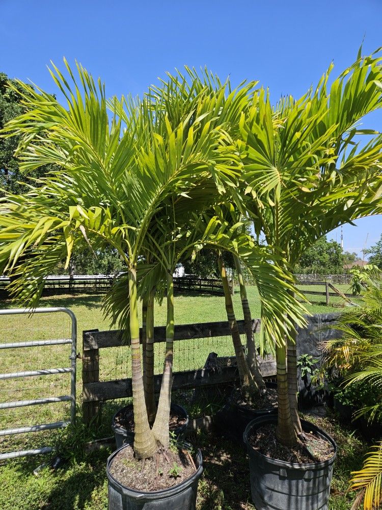 Crhistmas Palms