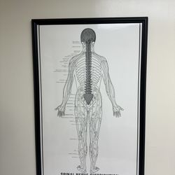 Medical Posters 