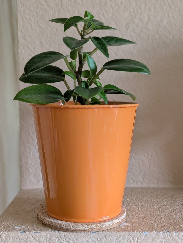 Healthy Beautiful Indoor Plant(Peperomia)