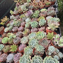 Echeverias & Succulent 