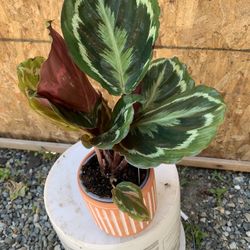 Indoor Plant 