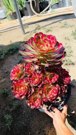 Aeonium Chanel phantom