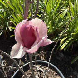 Magnolia “Soulangiana”