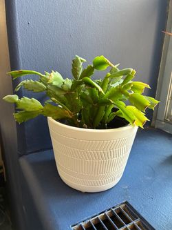 Established Christmas Cactus / Holiday Cactus + Pot