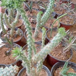 Plants 5 Dollars 5 Dollar Table 